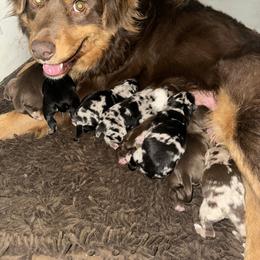 Girl 3 - Black tri-color female Australian Shepherd puppy in Bison, South Dakota from South Dakota Creekside Australian Shepherds