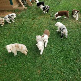 Australian Shepherd Puppies from Adams Family Aussies