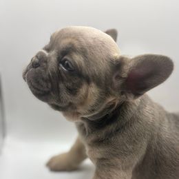 Boy 2 - Blue male French Bulldog puppy in Marion, Virginia from Frenchies Vom Reiches Tal
