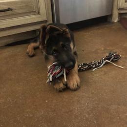 German Shepherd Puppies from Semper Fi K9 Montana
