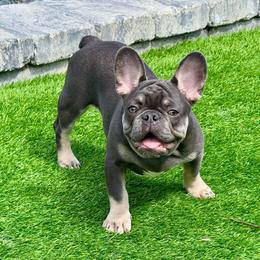 Raider - Blue male French Bulldog puppy in North Port, Florida from Shoreline Bulldogs