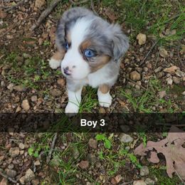 Boy 3 - Blue merle Miniature Australian Shepherd puppy in Joplin, Missouri from Porter's Pretty Puppies