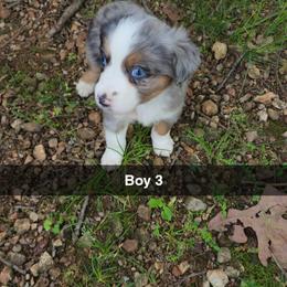 Boy 3 - Blue merle Miniature Australian Shepherd puppy in Joplin, Missouri from Porter's Pretty Puppies