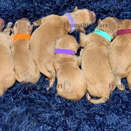 Dachshund and Golden Retriever Puppies from From the Heart Retrievers and Doxies