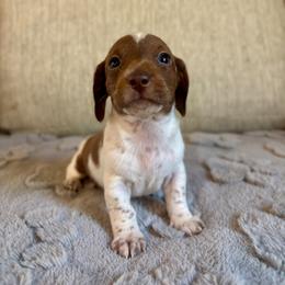 Shane - Piebald male Dachshund puppy in Aiken, South Carolina from State Eight Dachshunds
