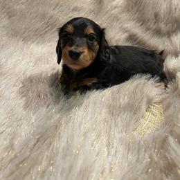 Storm - Black and tan female Dachshund puppy in Meridian, Id 83646 3658, Idaho from Boise Best Mini Dachshunds
