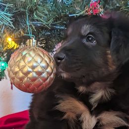 Black Beauty - Black tri-color Australian Shepherd puppy in Grand Island, Nebraska from Heaven Scent Aussies