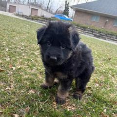 Valentine - Black and tan female German Shepherd puppy in Brighton, Michigan from Szegi Haus K9 Solutions