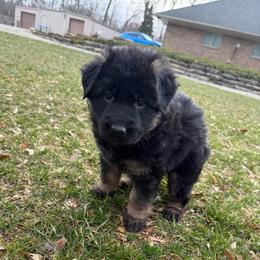 Valentine - Black and tan female German Shepherd puppy in Brighton, Michigan from Szegi Haus K9 Solutions