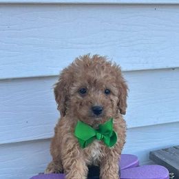 Scott - Apricot male Goldendoodle puppy in Mint Hill, North Carolina from DoodleForever