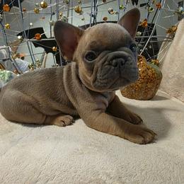 Walter - Blue fawn male French Bulldog puppy in Columbia Falls, Montana from Glacier French Bulldogs of Montana