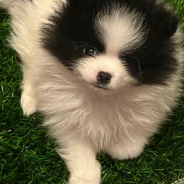 Luke - Black parti male Pomeranian puppy in Arizona from Ma Petite Amore Pomeranians