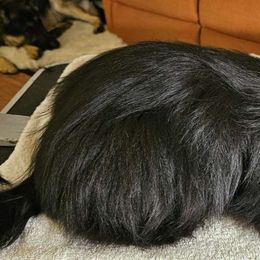 Care Bear - Lhasa Apso puppy from Absosengkye Kennel