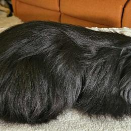 Care Bear - Lhasa Apso puppy from Absosengkye Kennel