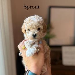 Sprout - Apricot male Goldendoodle puppy in Benton, Arkansas from Cozy Creek Doodles