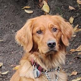 Sedona - Golden Retriever
