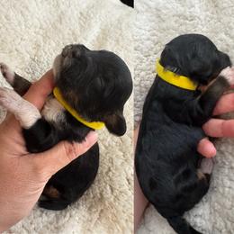 Girl 4 - Tri-color female Bernedoodle puppy in Lakeland, Florida from Doodles & Danes
