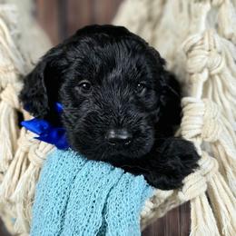 Cider - Black male Goldendoodle puppy in Springfield, Oregon from Oregon's Oodles of poodles & doodles