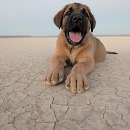 Anatolian Shepherd Dog and Labrador Retriever Puppies from Learning With Dogs