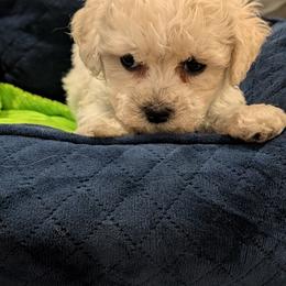 Simon - White male Bichon Frise puppy in Manassas, Virginia from Jawoofski's Bichons