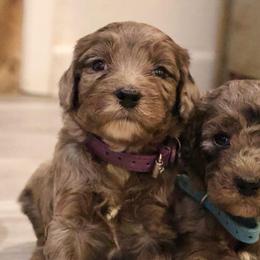 Blue Merle female 2 - Merle female Goldendoodle puppy in Vallejo, California from Well Rooted Doodles
