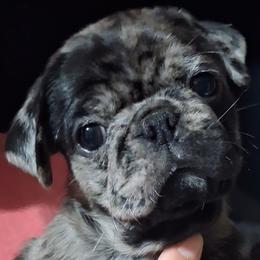 Blue Merle Boy 1 with double blue eyes - Black male Pug puppy in Gadsden, Alabama from Carla's Pugs
