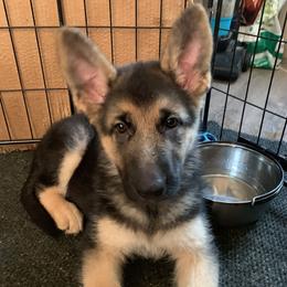 Girl 2 - German Shepherd puppy in Lehighton, Pennsylvania from StormHaven /Von Dorward German Shepherd Dogs