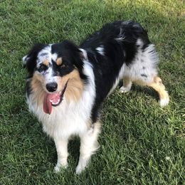 Australian Shepherds from R&K Taylor Aussies