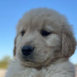 Ice - Golden female Golden Retriever puppy in Saint Pauls, North Carolina from Copperfield’s Goldens