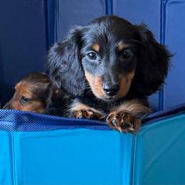 Flynn Rider - Black and tan male Dachshund puppy in Porterville, California from Desert Dynasty