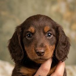 Snuggles - Chocolate and tan female Dachshund puppy in Jackson, Tennessee from BlackPine Kennels