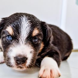 Australian Shepherd Puppies from Caramel Bliss Kennel - East Coast Aussies