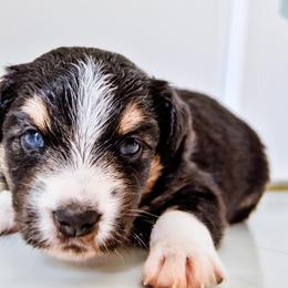 Australian Shepherd Puppies from Caramel Bliss Kennel - East Coast Aussies