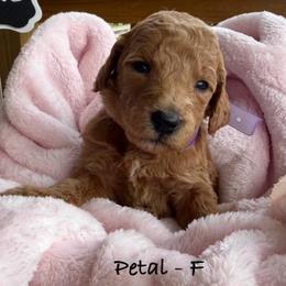 Petal - Apricot female Poodle puppy in Greenwich, New York from MizzElle’s Standard Poodles