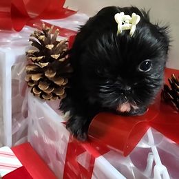 Nola - Black female Shih Tzu puppy in Willard, Utah from Shih-tzu Queen