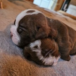 Chubbs - Chocolate tri-color male Bulldog puppy in Callao, Virginia from Northern Neck Bulldogs