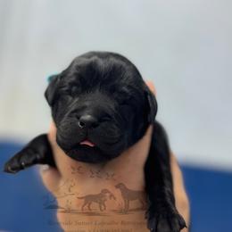 Light blue - Black male Labrador Retriever puppy in Beaverdam, Virginia from Riverside Sunset Labrador Retrievers