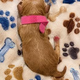 Bright pink - Red  female Goldendoodle puppy in Cumberland, Rhode Island from minigoldendoodlesofRI