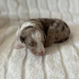 Rose - Red merle female Assorted Doodle Crosses puppy in Stuart, Virginia from Lil Aussie Posse