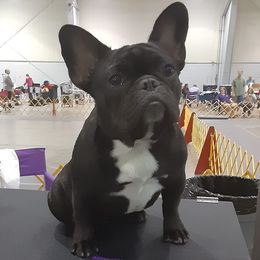 French Bulldogs and Great Danes from Treasure Wylie