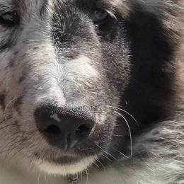 Shetland Sheepdogs from Serenade