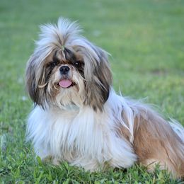 Teddy - Shih Tzu