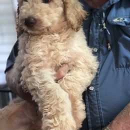 Poodle Puppies from Tails Up Standard Poodles