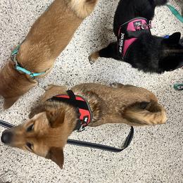 Shiba Inu Puppies from Haste
