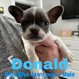 French Bulldog Puppies from Heather's French Bulldogs