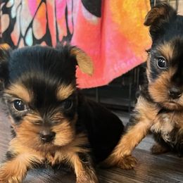Yorkshire Terriers from Breedlove Pupps