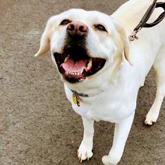 Labrador Retrievers from Starlight Labradors
