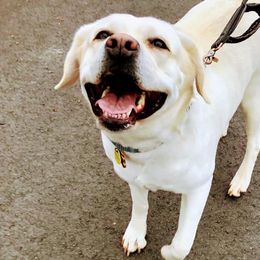 Labrador Retrievers from Starlight Labradors