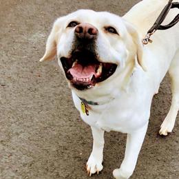 Labrador Retrievers from Starlight Labradors