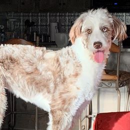 Bordoodles from Morning Walk Farm Kennels